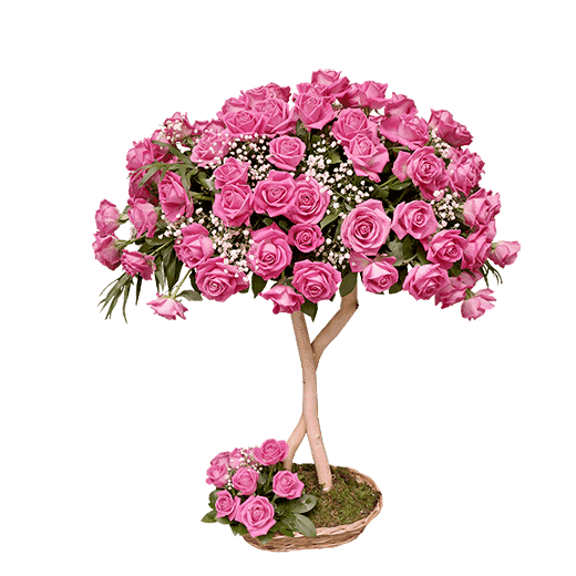 101 ruža - Ružičasti san