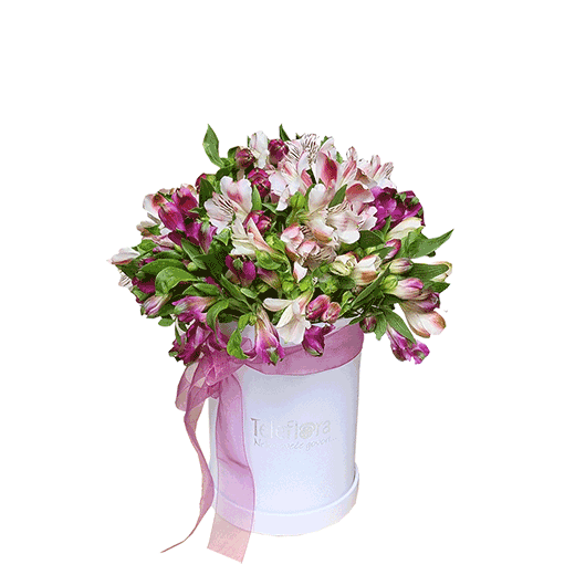 Alstromerija u kutiji