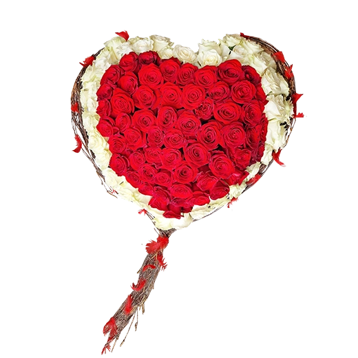 Crveno bela 101 ruža