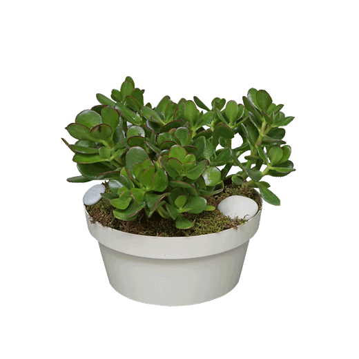 Drvo novca - Crassulla ovata !!!