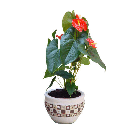 Gost iz južne afrike