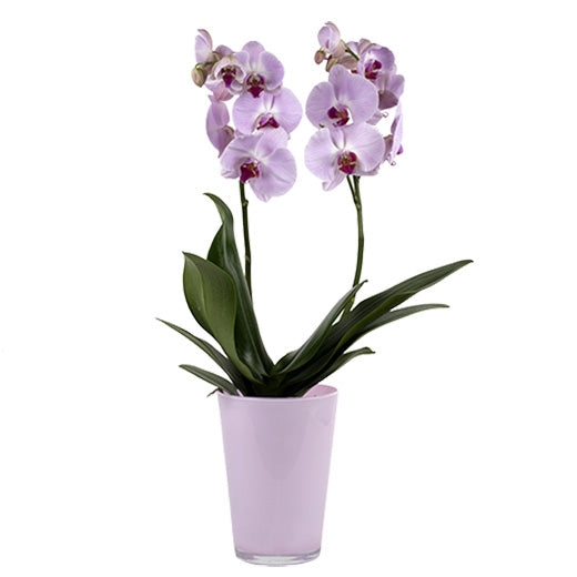 Orhideja u posudi - Severna Makedonija
