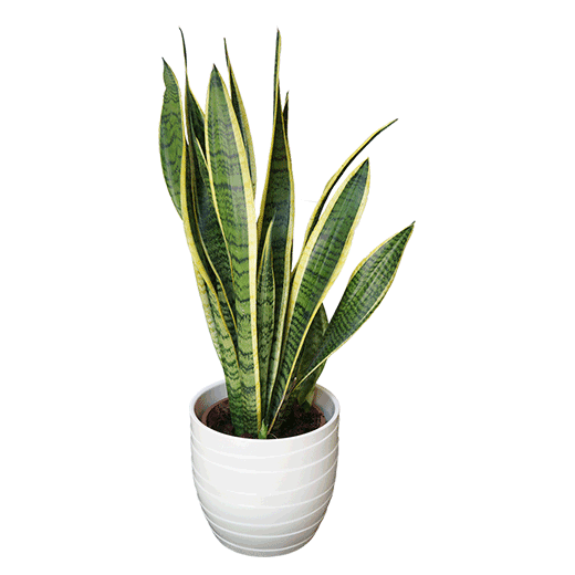 Sanseveria – BILJKA ZDRAVLJA