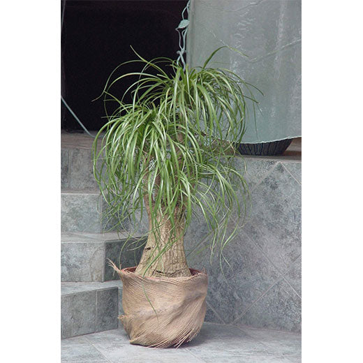 Slonova noga