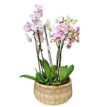 Sofisticirani šarm orhideje