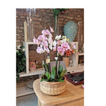 Sofisticirani šarm orhideje