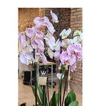 Sofisticirani šarm orhideje