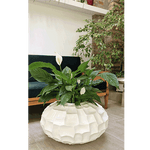 Spatifilum, ženska sreća