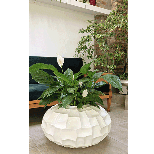 Spatifilum, ženska sreća