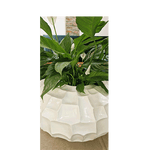 Spatifilum, ženska sreća