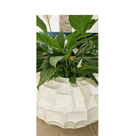 Spatifilum, ženska sreća