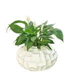 Spatifilum, ženska sreća