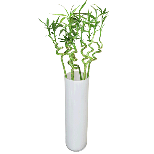teleflora lucky bamboo Lucky bamboo – Teleflora