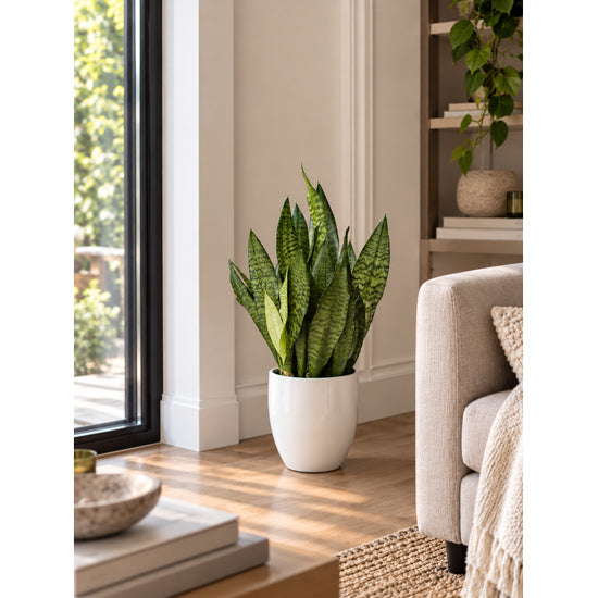 Sansevieria Grande