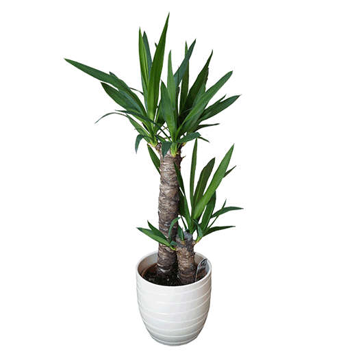 tree of life house plant Yucca