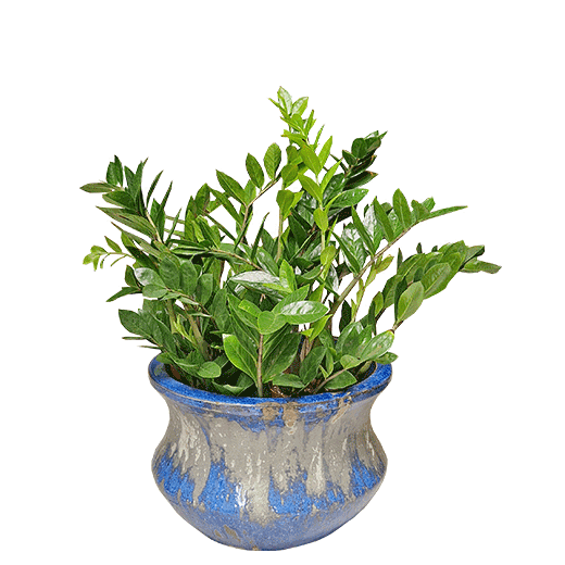 Zamia, dragulj Zanzibara