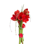     Poklon koji govori srcem 