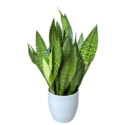 Sansevieria Grande