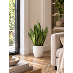 Sansevieria Grande