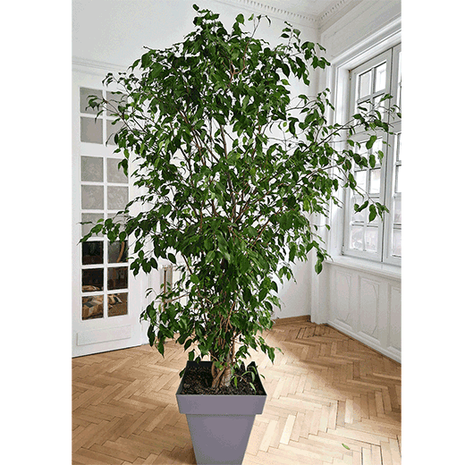     Ficus Benjamin 2,30m 